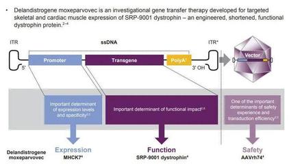 DMD治疗领域的最新进展